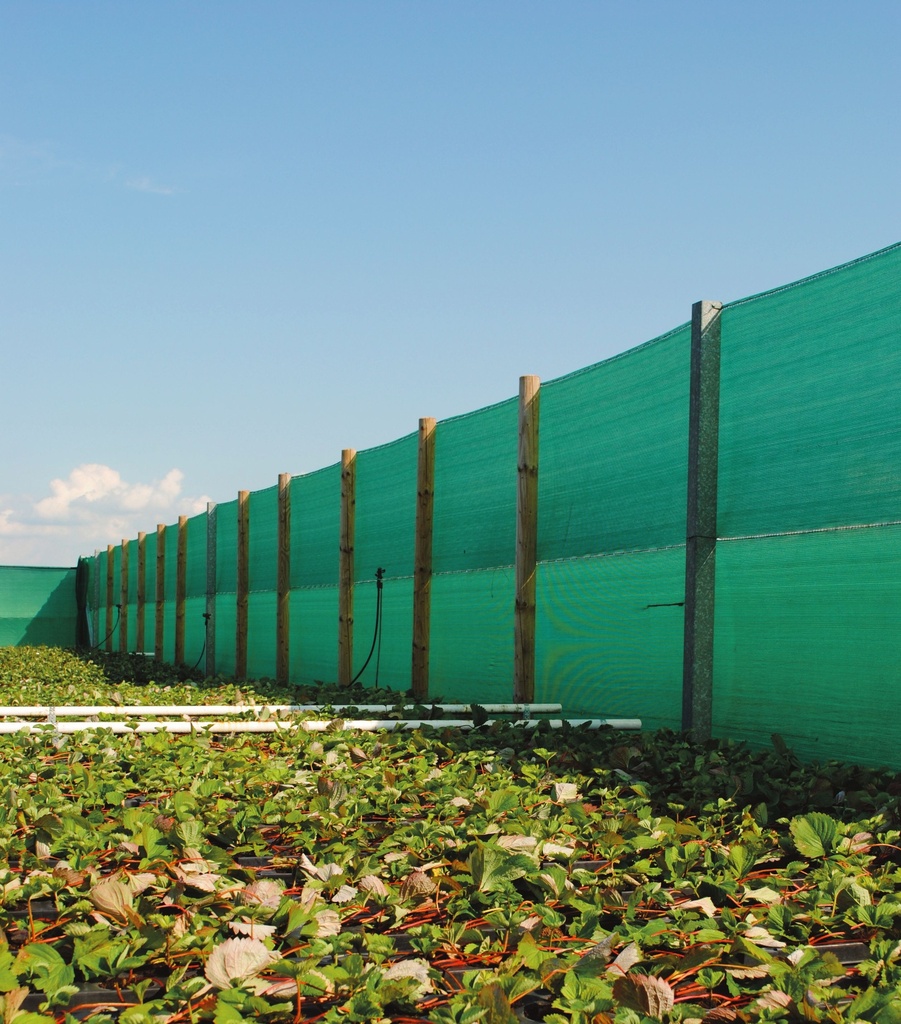 filet brise-vent - 2 m x 50 m - PE - reduction 50 % - oeillets intégrés en PES - vert